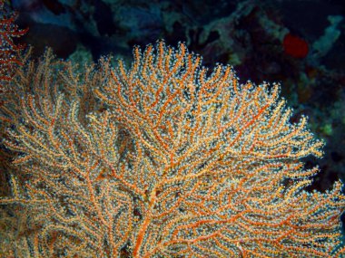 Endonezya, Kuzey Sulawesi, Bunaken Adası, gorgonian mercan muhteşem ve gizemli sualtı dünyası