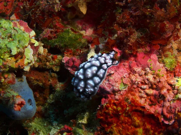 Amazing Mysterious Underwater World Indonesia North Sulawesi Bunaken Island Sea — Stock Photo, Image