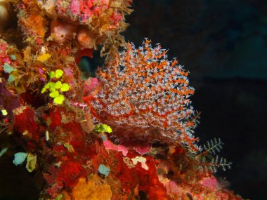 Endonezya, Kuzey Sulawesi, Bunaken Adası, gorgonian mercan muhteşem ve gizemli sualtı dünyası
