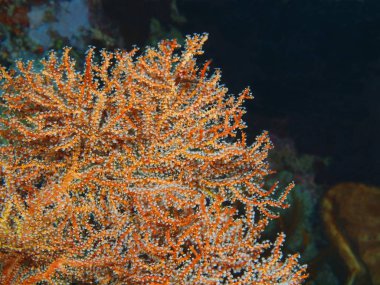 Endonezya, Kuzey Sulawesi, Bunaken Adası, gorgonian mercan muhteşem ve gizemli sualtı dünyası