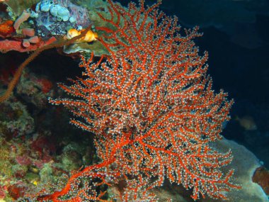 Endonezya, Kuzey Sulawesi, Bunaken Adası, gorgonian mercan muhteşem ve gizemli sualtı dünyası