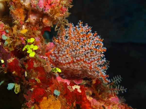 Úžasný Tajemné Podmořského Světa Indonésie Severní Sulawesi Ostrov Bunaken Gorgonií — Stock fotografie