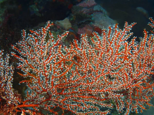 Endonezya, Kuzey Sulawesi, Bunaken Adası, gorgonian mercan muhteşem ve gizemli sualtı dünyası