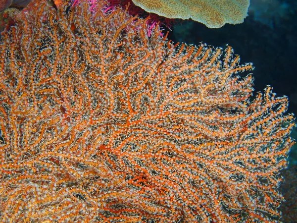 Amazing Mysterious Underwater World Indonesia North Sulawesi Bunaken Island Gorgonian — Stock Photo, Image