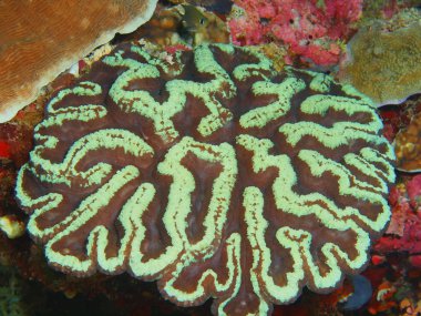 Endonezya, Kuzey Sulawesi, Bunaken Adası, taş mercan muhteşem ve gizemli sualtı dünyası