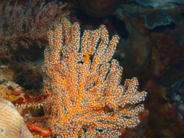 Endonezya, Kuzey Sulawesi, Bunaken Adası, gorgonian mercan muhteşem ve gizemli sualtı dünyası