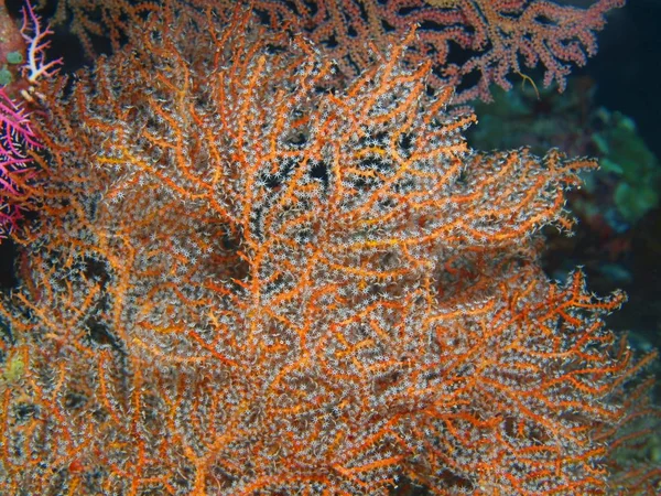 Amazing Mysterious Underwater World Indonesia North Sulawesi Bunaken Island Gorgonian — Stock Photo, Image