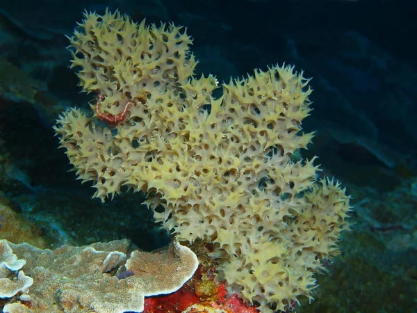Verbazingwekkende Mysterieuze Onderwaterwereld Van Indonesië Noord Celebes Bunaken Eiland Demospongiae — Stockfoto