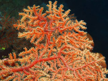 Endonezya, Kuzey Sulawesi, Bunaken Adası, gorgonian mercan muhteşem ve gizemli sualtı dünyası
