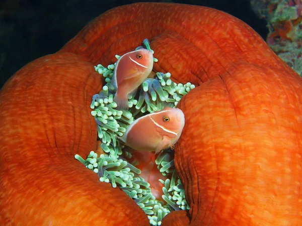 Удивительный Таинственный Подводный Мир Индонезии Северный Сулавеси Остров Бунакен Рыбы — стоковое фото