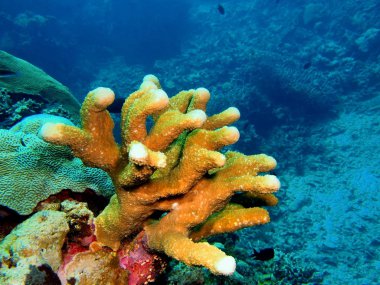 Endonezya, Kuzey Sulawesi, Bunaken Adası, taş mercan muhteşem ve gizemli sualtı dünyası