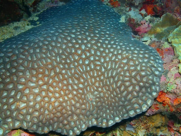 Incrível Misterioso Mundo Subaquático Indonésia North Sulawesi Bunaken Island Coral — Fotografia de Stock
