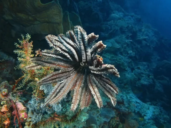 Verbazingwekkende Mysterieuze Onderwaterwereld Van Indonesië Noord Celebes Bunaken Eiland Crinoidea — Stockfoto