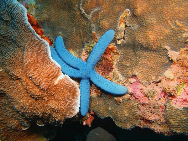 Die Erstaunliche Und Geheimnisvolle Unterwasserwelt Indonesiens Nordsulawesi Bunaken Island Seesterne — Stockfoto