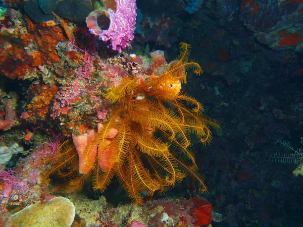 Amazing Mysterious Underwater World Indonesia North Sulawesi Bunaken Island Crinoid — Stock Photo, Image