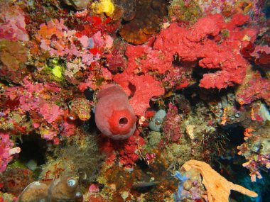 Endonezya, Kuzey Sulawesi, Bunaken Adası, demosponge muhteşem ve gizemli sualtı dünyası