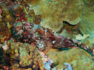 Endonezya, Kuzey Sulawesi, Bunaken Adası, Scorpionfish muhteşem ve gizemli sualtı dünyasını