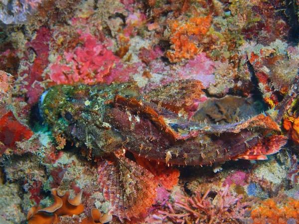 Amazing Mysterious Underwater World Indonesia North Sulawesi Bunaken Island Scorpionfish — Stock Photo, Image