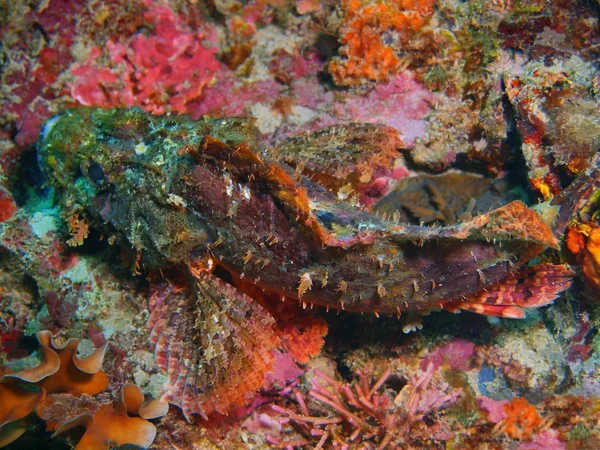 印度尼西亚 北苏拉威西 布纳肯岛 蝎子鱼的惊人和神秘的水下世界 — 图库照片