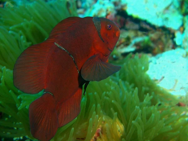 Asombroso Misterioso Mundo Submarino Indonesia Sulawesi Del Norte Isla Bunaken —  Fotos de Stock