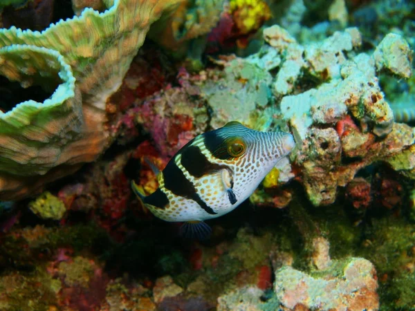 Incrível Misterioso Mundo Subaquático Indonésia North Sulawesi Bunaken Island Boxfish — Fotografia de Stock