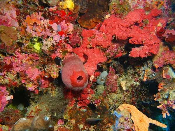 インドネシア北スラウェシ州 ブナケン島 海綿の驚くべき 神秘的な水中世界 — ストック写真