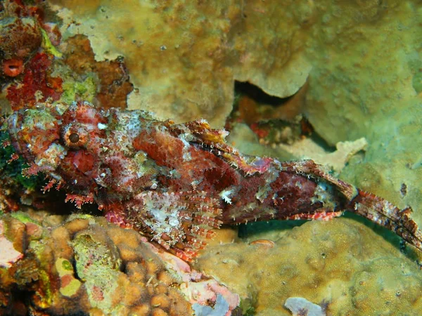 Amazing Mysterious Underwater World Indonesia North Sulawesi Bunaken Island Scorpionfish — Stock Photo, Image