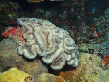 Endonezya, Kuzey Sulawesi, Bunaken Adası, taş mercan muhteşem ve gizemli sualtı dünyası