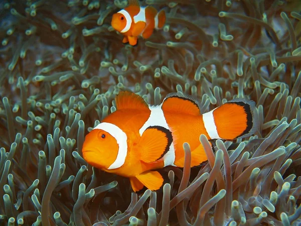 Incrível Misterioso Mundo Subaquático Indonésia North Sulawesi Bunaken Island Clownfish — Fotografia de Stock