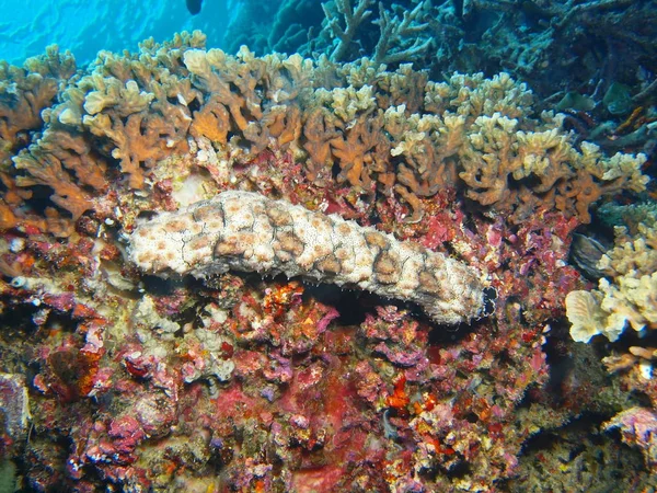 Sorprendente Misterioso Mondo Sottomarino Dell Indonesia Nord Sulawesi Isola Bunaken — Foto Stock