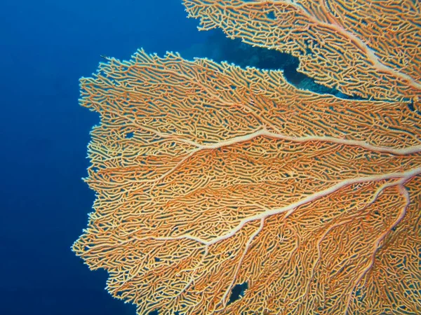 Amazing Mysterious Underwater World Indonesia North Sulawesi Bunaken Island Gorgonian — Stock Photo, Image