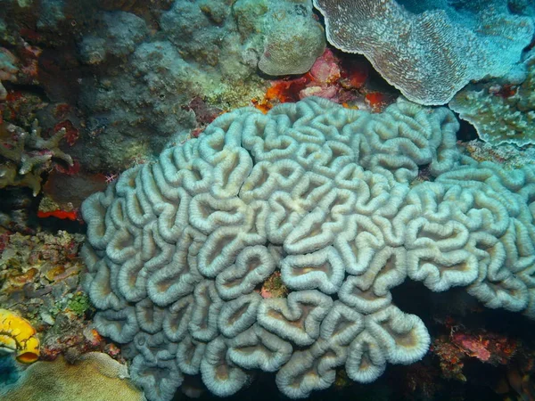 Endonezya Kuzey Sulawesi Bunaken Adası Taş Mercan Muhteşem Gizemli Sualtı — Stok fotoğraf