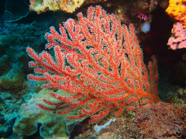 Amazing Mysterious Underwater World Indonesia North Sulawesi Bunaken Island Gorgonian — Stock Photo, Image