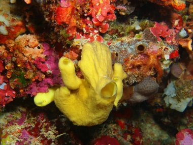 Endonezya, Kuzey Sulawesi, Bunaken Adası, demosponge muhteşem ve gizemli sualtı dünyası