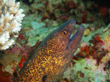 Endonezya, Kuzey Sulawesi, Bunaken Adası, moray yılan balığı muhteşem ve gizemli sualtı dünyası