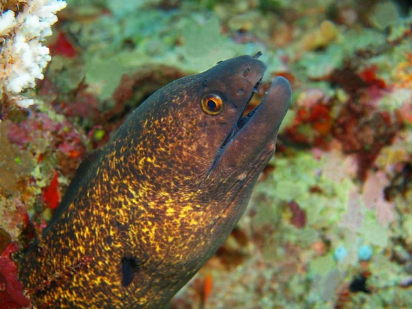 Amazing Mysterious Underwater World Indonesia North Sulawesi Bunaken Island Moray — Stock Photo, Image