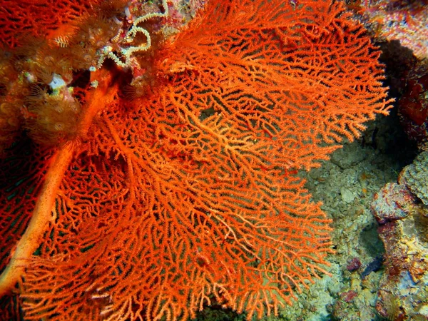 Дивовижний Загадковий Кедах Індонезії Північний Сулавесі Bunaken Острова Gorgonian Коралових — стокове фото