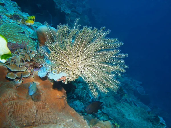 The amazing and mysterious underwater world of Indonesia, North Sulawesi, Bunaken Island, crinoid