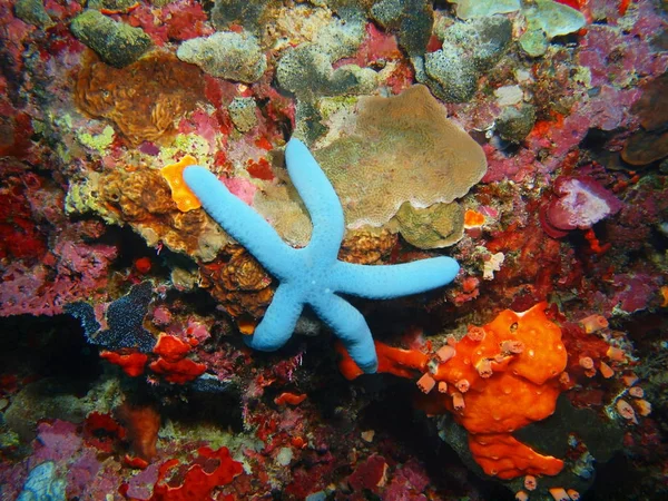 Tajemniczy Podwodny Świat Indonezji North Sulawesi Wyspę Bunaken Rozgwiazda — Zdjęcie stockowe