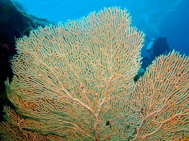 Endonezya, Kuzey Sulawesi, Bunaken Adası, gorgonian mercan muhteşem ve gizemli sualtı dünyası