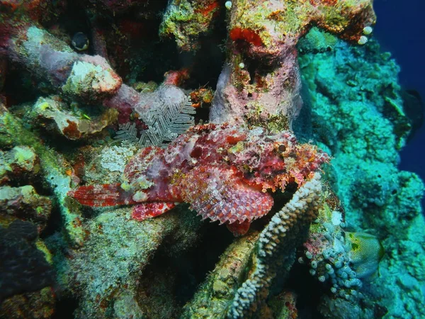 Incrível Misterioso Mundo Subaquático Indonésia North Sulawesi Bunaken Island Scorpionfish — Fotografia de Stock