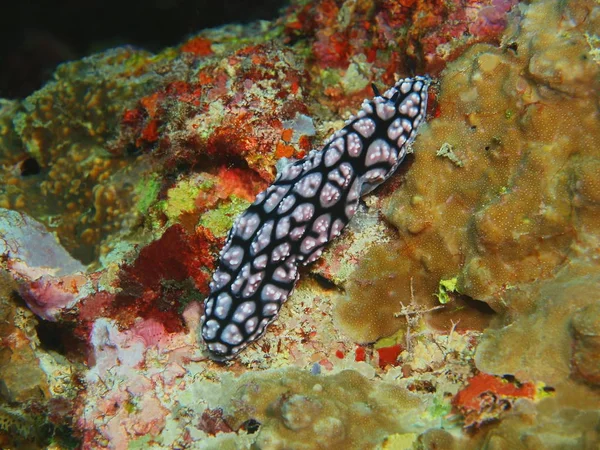 印度尼西亚 北苏拉威西 布纳肯岛 海鼻塞的惊人和神秘的水下世界 — 图库照片