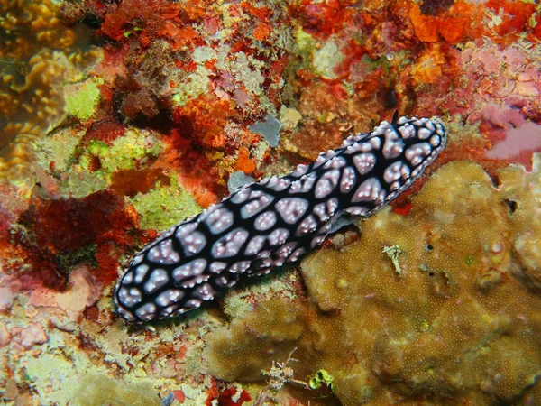 Die Erstaunliche Und Geheimnisvolle Unterwasserwelt Indonesiens Nordsulawesi Bunaken Island Meerschnecke — Stockfoto