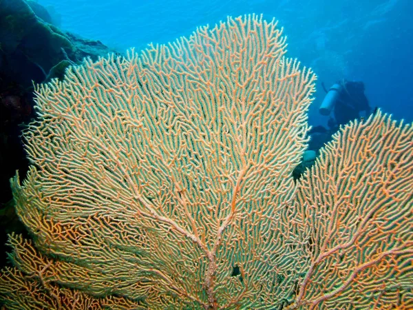 Fantastiska Och Mystiska Undervattensvärlden Indonesien Norra Sulawesi Bunaken Island Gorgonian — Stockfoto