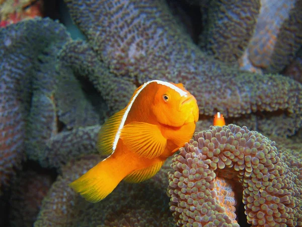 Amazing Mysterious Underwater World Indonesia North Sulawesi Bunaken Island Clownfish — Stock Photo, Image