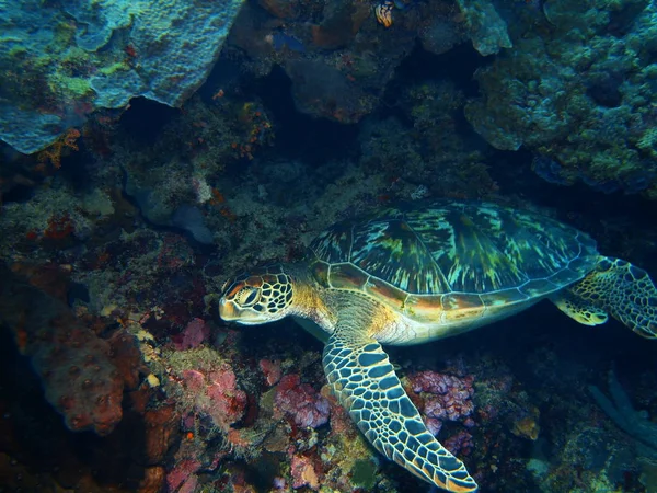Endonezya Kuzey Sulawesi Bunaken Ada Deniz Kaplumbağası Muhteşem Gizemli Sualtı — Stok fotoğraf
