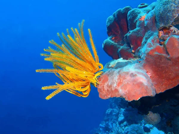 Amazing Mysterious Underwater World Indonesia North Sulawesi Bunaken Island Crinoid — Stock Photo, Image