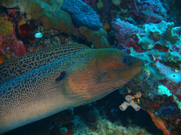 Endonezya Kuzey Sulawesi Bunaken Adası Moray Yılan Balığı Muhteşem Gizemli — Stok fotoğraf