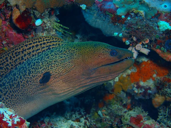 Amazing Mysterious Underwater World Indonesia North Sulawesi Bunaken Island Moray — Stock Photo, Image
