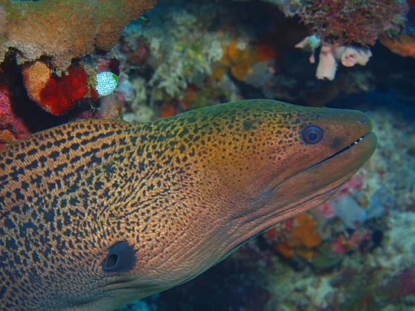 Endonezya Kuzey Sulawesi Bunaken Adası Moray Yılan Balığı Muhteşem Gizemli — Stok fotoğraf